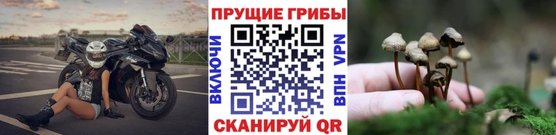 мега ТОР  Полысаево  Псилоцибиновые грибы GOLDEN TEACHER 